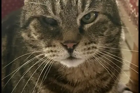 Animaux perdus Le Châtelet-en-Brie, photo: Chat perdu, Rue des Grands Champs, Le Châtelet-en-Brie - tigré européen, borgne