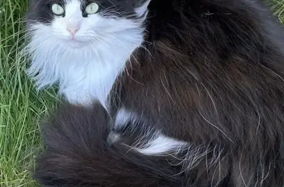 Animaux perdus Orléans, photo: Chat perdu, Rue de la Binoche, Orléans - Miu Miu à poils longs