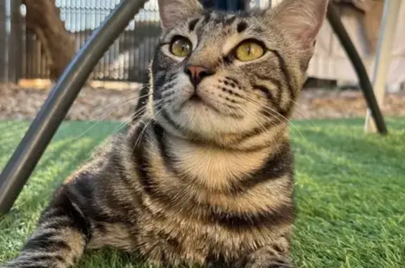 Animaux perdus Béziers, photo: Chat perdu, mâle, Boulevard Pasteur, Saujon - griffures visibles