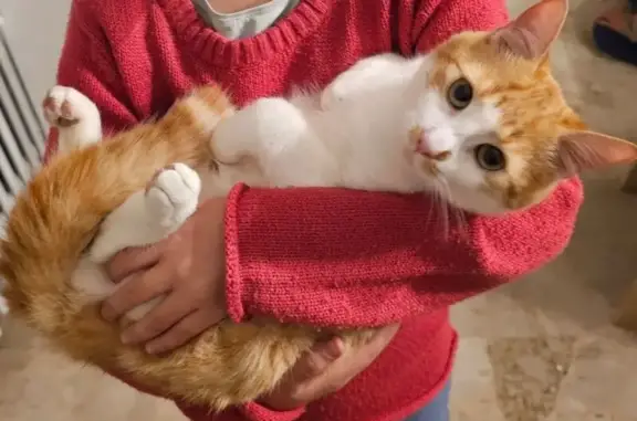 Animaux perdus Chamigny, photo: Chat perdu, Chamigny, Île-de-France - pelage roux et blanc