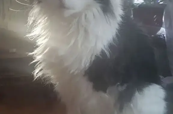 Missing cat Male, New London (usl535230) - photo