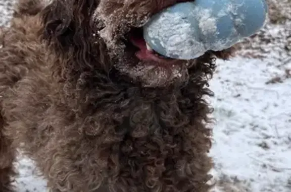 Lost dog, Cumming Highway, Canton - female with brown curly hair - photo