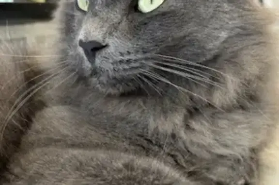 Lost cat, East Green Valley Ranch Boulevard, Denver - neutered male, long haired - photo