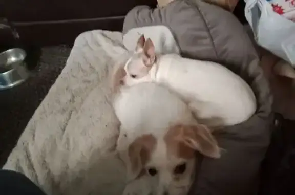 Missing dog Female, Smyrna (usl535231) - photo