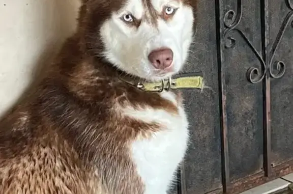 Husky Color Rojizo con blanco, ojos azules 3 años, no tiene collar, se encuentra asustada, nunca se habia soltado, no muerde si la ven resgurdenla por favor,