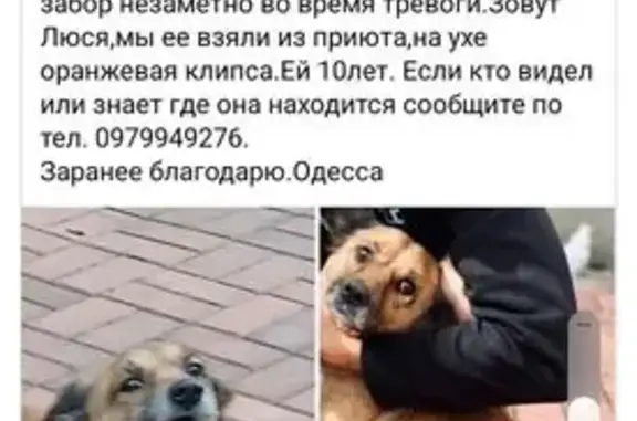 Зникла собака, Радісна вулиця, Одеса - рижа, низького зросту - photo