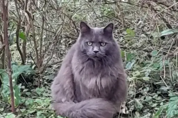 Animaux perdus Saint-Jean-d'Angély, photo: Chat perdu, Faubourg d'Aunis, Saint-Jean-d'Angély - Maine coon gris