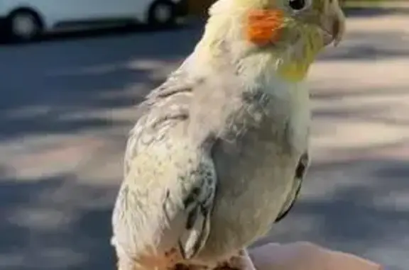 Oiseau perdu, Dugny, Île-de-France - docile mais peureuse - photo