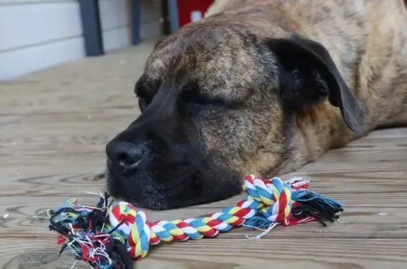 Animaux perdus Roullet-Saint-Estèphe, photo: Chien perdu, Rue des Destinées, 16, Roullet-Saint-Estèphe - cane corso bringé avec harnais vert fluo