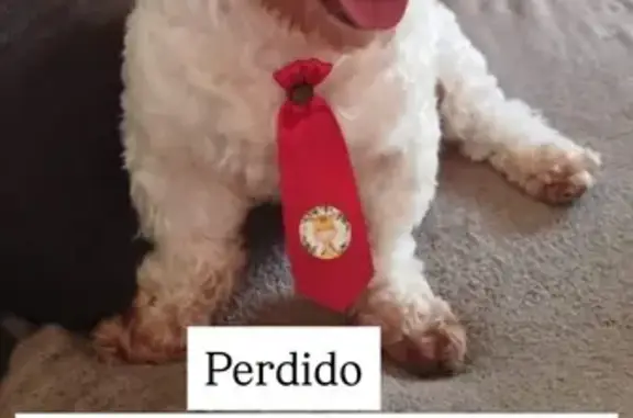 Cachorro perdido Macho (brl002...