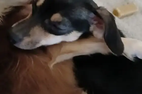 Lost female dog, Collier Street, Indianapolis - black, 6-9 lbs - photo