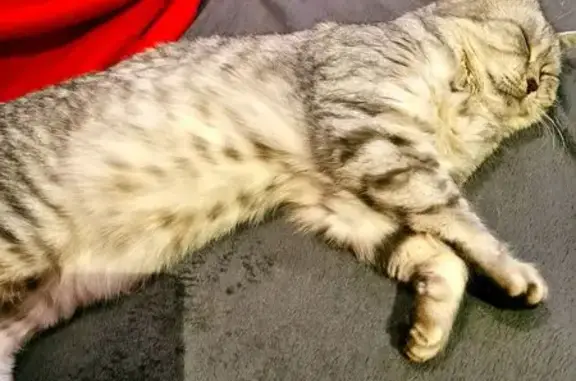 Animaux perdus Sermérieu, photo: Chat perdu, Les Ferrandières, Sermérieu - femelle grise et blanche