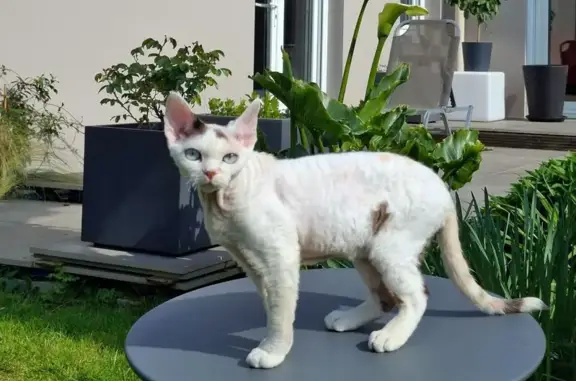 Chat perdu, Rezé, photo: Chat perdu, Rue Caroline Séverine, Rezé - Devon Rex de 8 mois