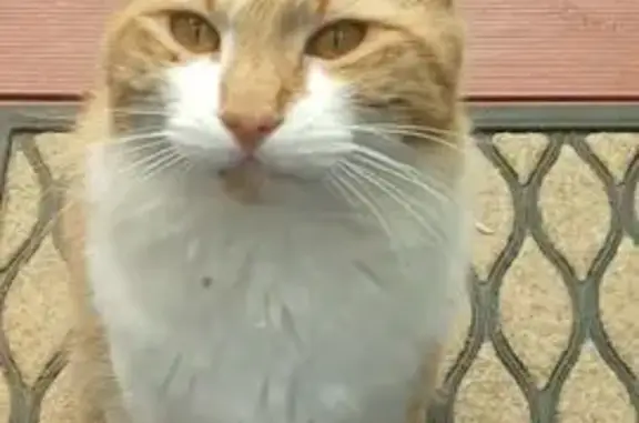 Found cat Para Hills, photo: Found male cat, Greenwith, Strathfield - ginger and white