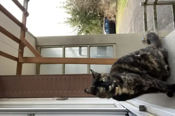 Chat perdu, Paris, photo: Chat perdu, Rue du Parc, Vénissieux - écaille de tortue