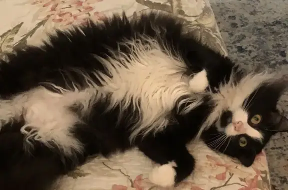 Lost cat, Northwest 46th Avenue, Plantation - female long haired tuxedo - photo