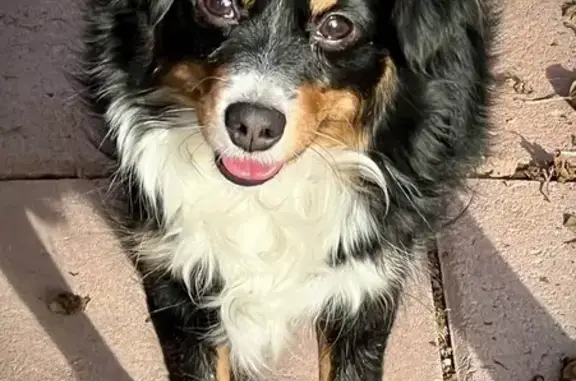 Lost and found pets Las Vegas, photo: Lost female dog, South Durango Drive, Las Vegas - Australian Shepherd mix