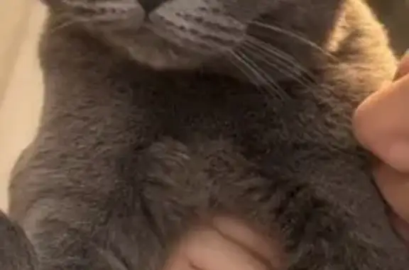 Lost female cat, Voorhies Avenue, 2026, Brooklyn - photo