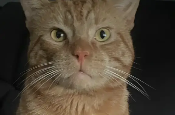 Lost male cat, Sydney - ginger with long whiskers - photo