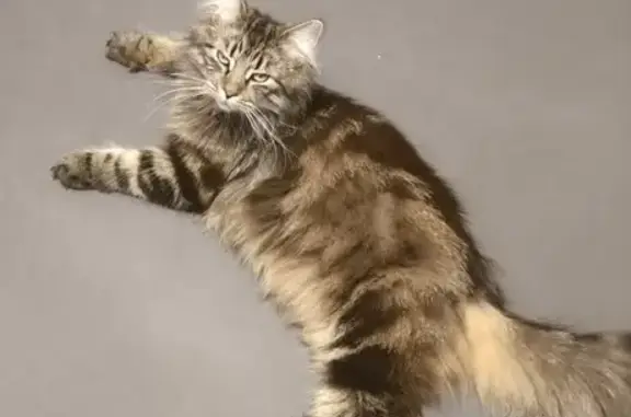 Lost cat, Shelsley Avenue, Oldbury - female, very shy - photo