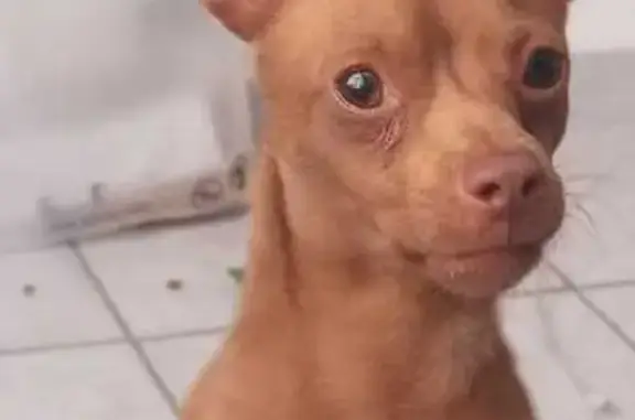 Animales perdidos San Luis Potosi, foto: Perdido perro macho Chihuahua, San Luis Potosí, San Luis Potosí