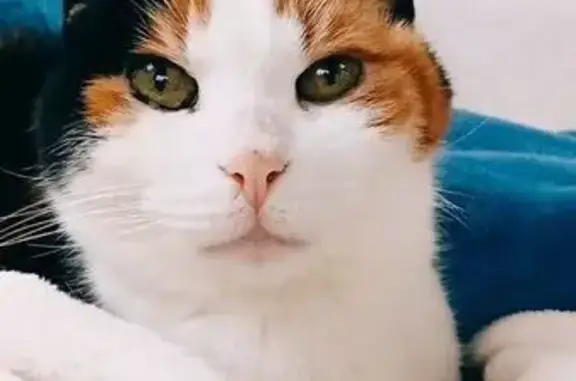 Chat perdu, Fréhel, photo: Chat perdu, Allée des Bungalows, Fréhel - femelle écaille de tortue