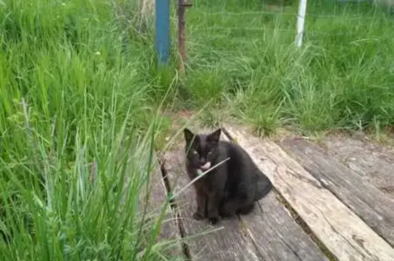 Animaux trouvés Ludres, photo: Chat trouvé, Allée du Chêne, Ludres - noire avec étoile blanche