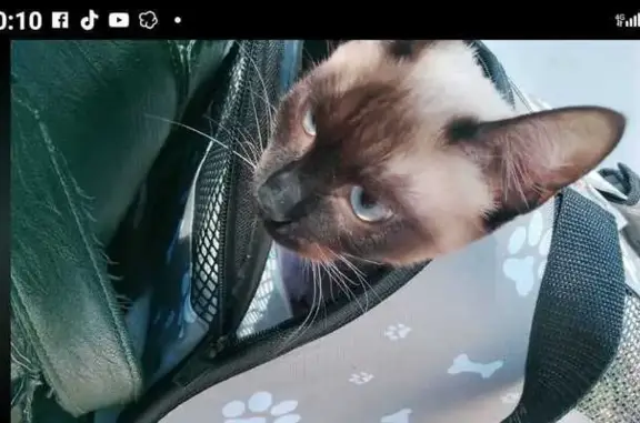 Perdido gato, Calle Inmaculada Concepción, 1, Algeciras - hembra Siamese - photo