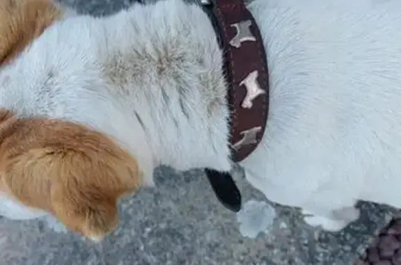 Animaux trouvés Port-en-Bessin-Huppain, photo: Chien trouvé, Rue de la Mer, Aure sur Mer - vieux Jack Russel paralysé