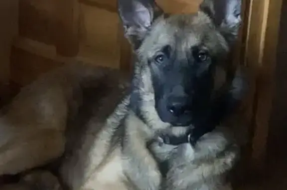 Perdido perro macho, Casicas del Portal, Caravaca - tipo pastor con collar - photo