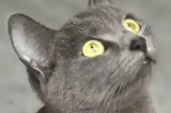 Animaux perdus Bihorel, photo: Chat perdu, Rue Stendhal, Rouen - petit chat gris avec yeux verts