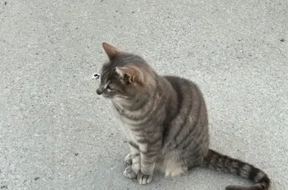Chat perdu, Riorges, photo: Chat perdu, Rue Docteur Lemonnier, Roanne - grise tigrée