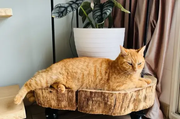 Animaux perdus Lagorce, photo: Chat perdu, Lagorce - roux tigré avec taches de rousseur