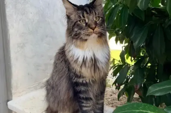 Animaux perdus Pulnoy, photo: Chat perdu, Rue de l'Écureuil, Pulnoy