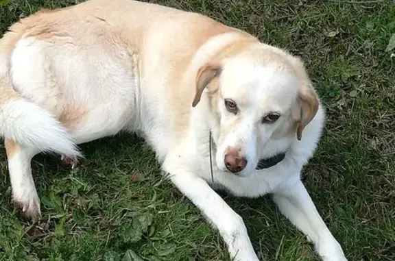 Chien perdu Paris, photo : Chien perdu, Rue de Peybois, 68, Blanquefort - berger de l'atlas