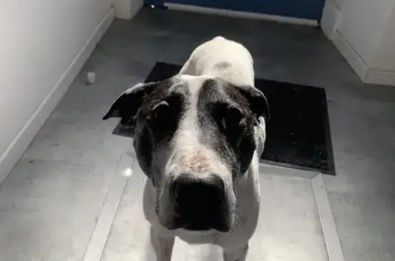 Chien perdu, Rue Jeanne d'Arc, 13, Mazamet - blanc et noir - photo
