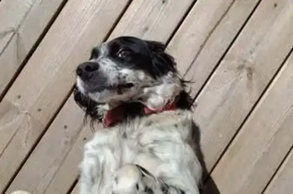 Animaux perdus Aizenay, photo: Chien perdu, La Petite Guibretière, Aizenay - Setter anglais de 9 ans