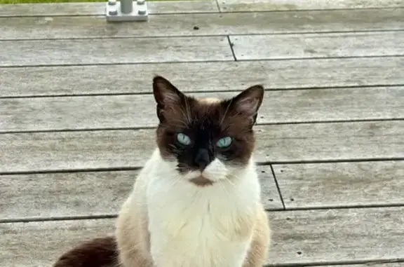 Animaux trouvés Démouville, photo: Chat trouvé, Heudicourt-sous-les-Côtes, Grand Est