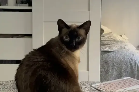 Perdido gato, Carrer de Floridablanca, Nº 99, Barcelona - siamesa con chip - photo