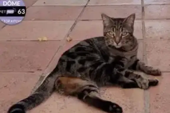 Chat perdu, Chemin des Fauconniers, Authezat - grise et noire - photo