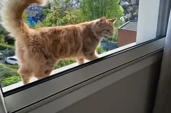 Animaux trouvés Bois-Guillaume, photo: Chat trouvé, Avenue de Nice, Bois-Guillaume - joli chat roux