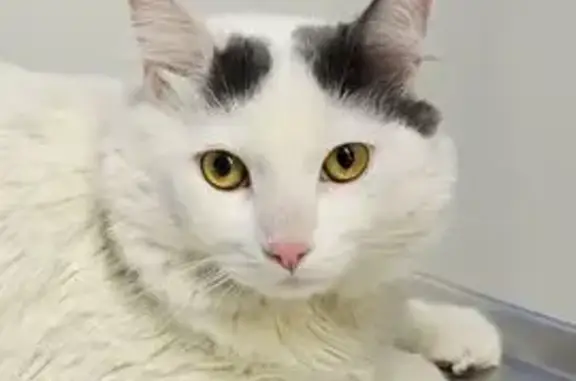 Gatos perdidos, Mexicali, foto: Perdido gato macho, Avenida Tabara, Mexicali