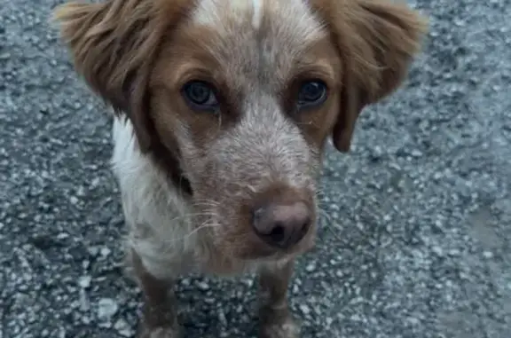 Animaux trouvés Grasse, photo: Chien trouvé, Masléon, Nouvelle-Aquitaine
