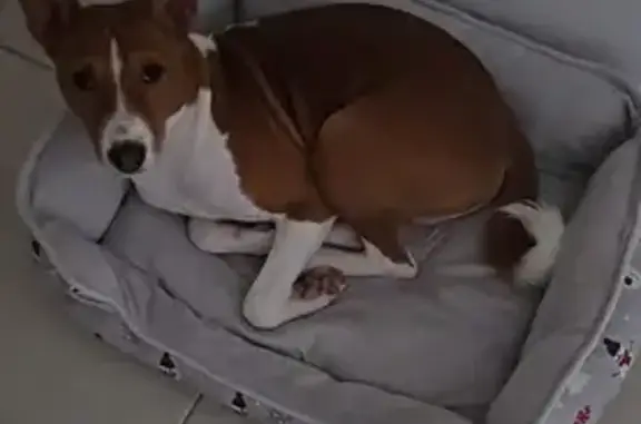 Animaux trouvés Rosières, photo: Chien perdu, Rousset, Rosières - mâle Basenji 8 mois