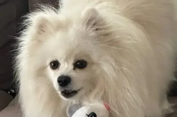 Зникла собака, Польова вулиця, Бориспіль - білий шпіц Роккі - photo