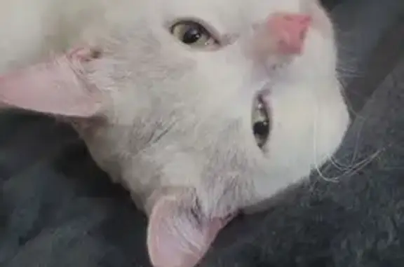 Missing cat London, photo: Lost male cat, Dagenham RM10, London