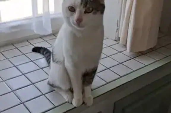 Chat perdu, Varenne-l'Arconce, Saint-Étienne - mâle blanc avec tache grise - photo