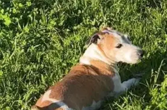 Chien perdu, Route de Toulouse, Lherm - mini Jack Russel - photo