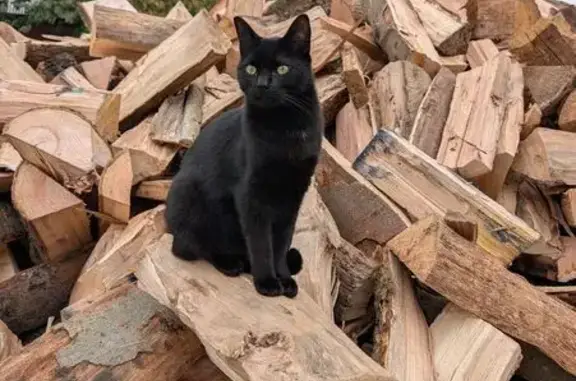 Animaux perdus Mondeville, photo: Chat perdu, Rue Émile Zola, Mondeville - mâle noir avec yeux jaune vert