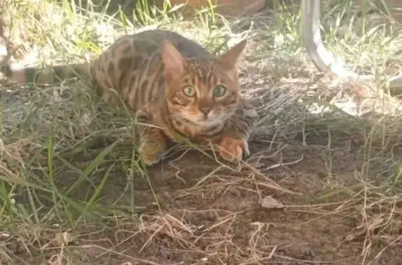 Chat perdu, Rue des Cloviers, Argenteuil - Bengal craintif - photo